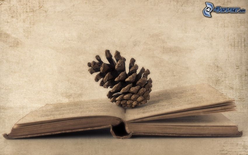 book, conifer cone