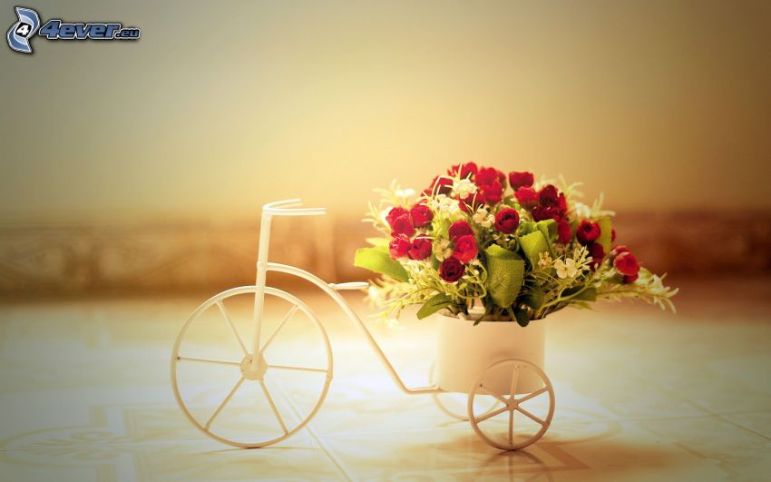 bouquet of roses, bicycle