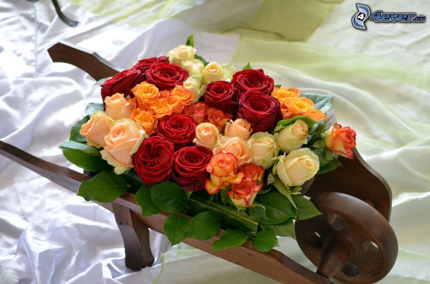bouquet of roses, wheelbarrow