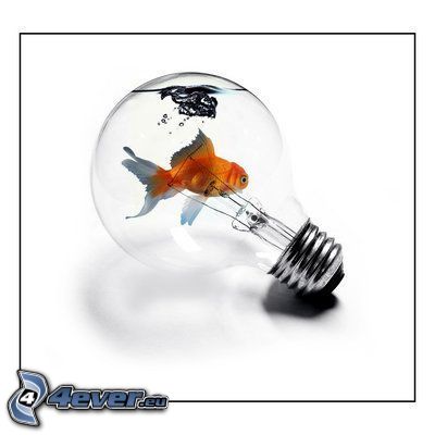 bulb, water, fish, aquarium