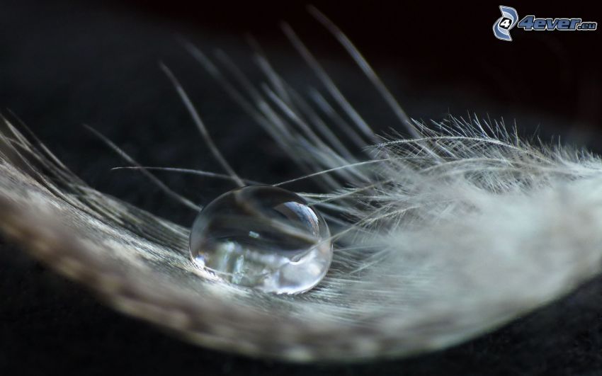drop of water, feather