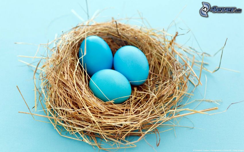 eggs, nest