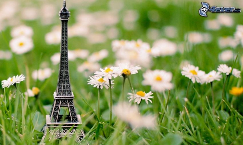 Eiffel Tower, daisies