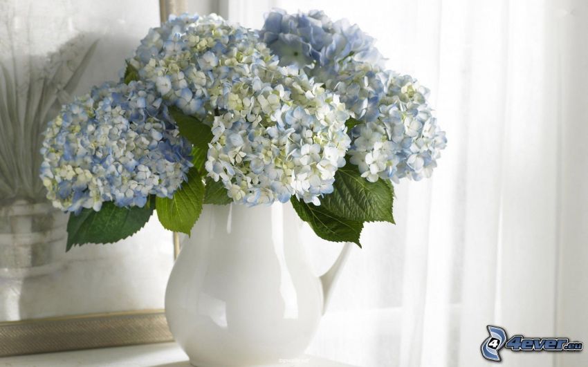 flowers in a vase, hydrangea