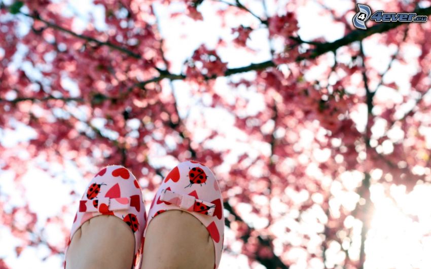 girl's legs, flowering tree, branches