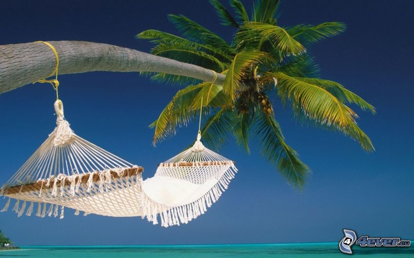 hammock, palm over sea, azure sea