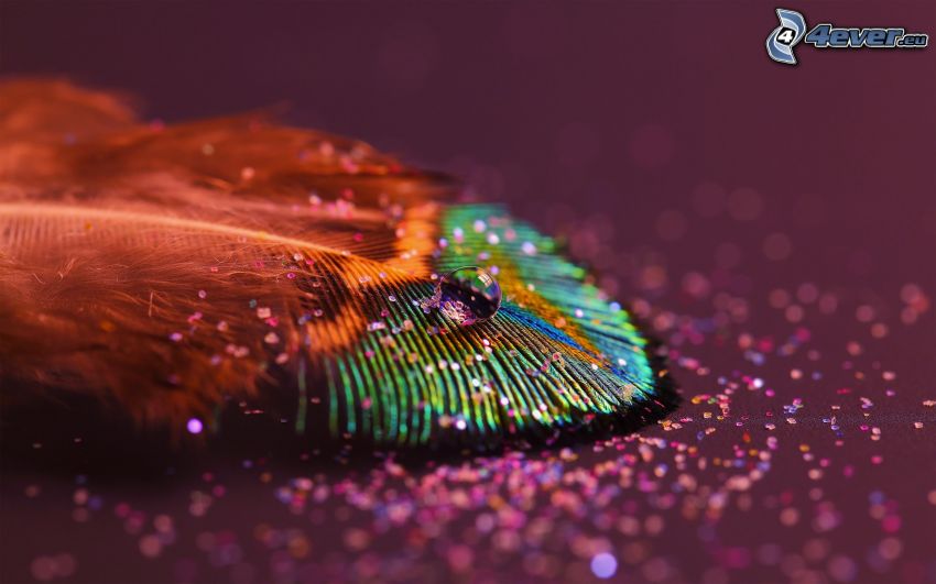 peacock feather, drop of water