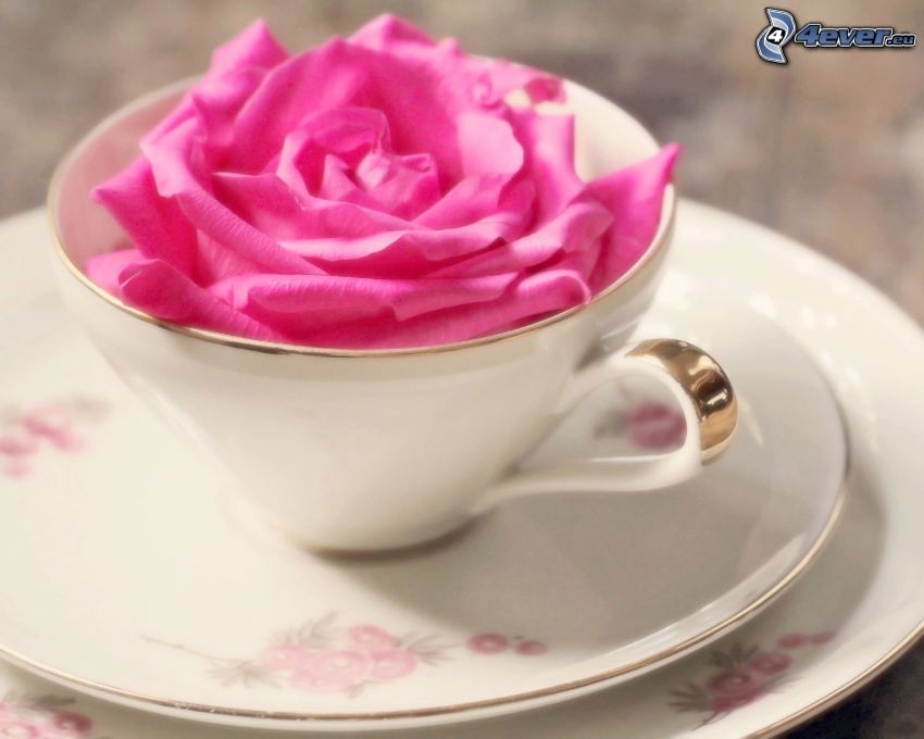 pink rose, cup