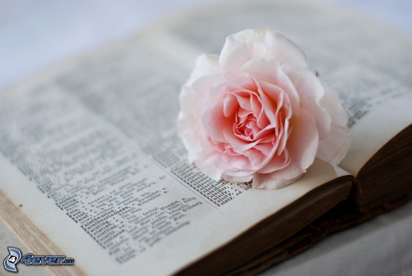 pink rose, old book