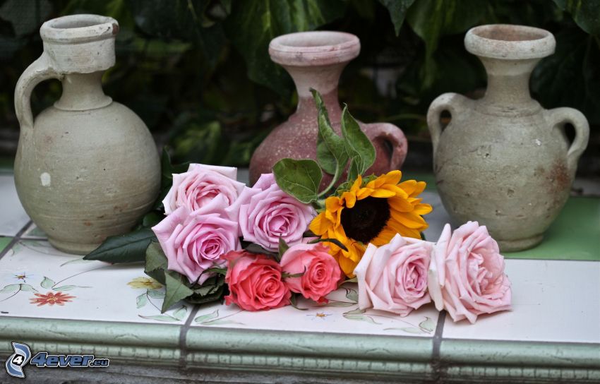 pink roses, vase