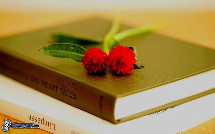 red flowers, books