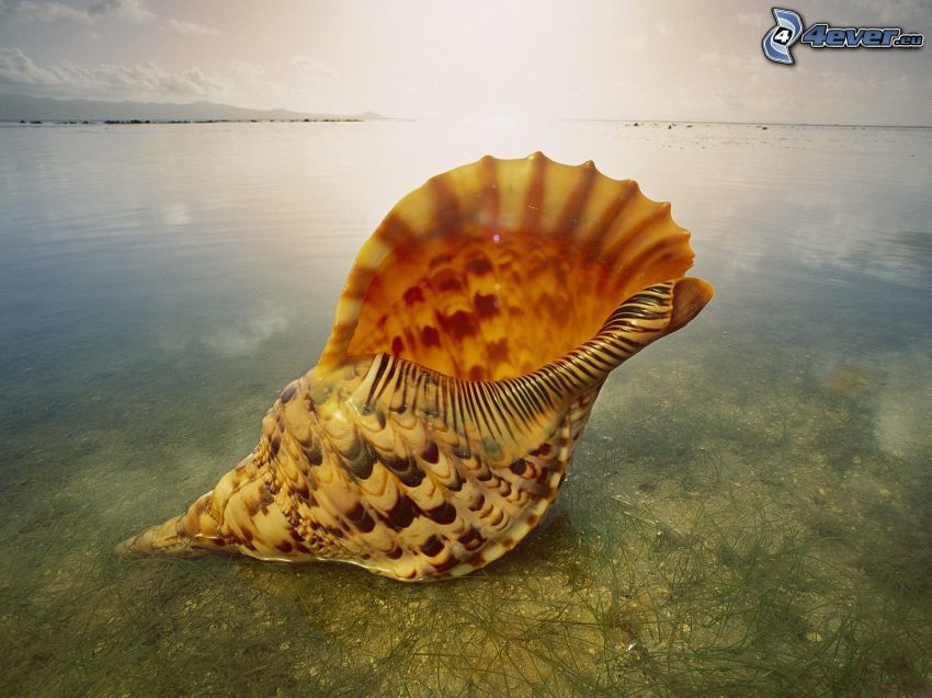 shell, sea