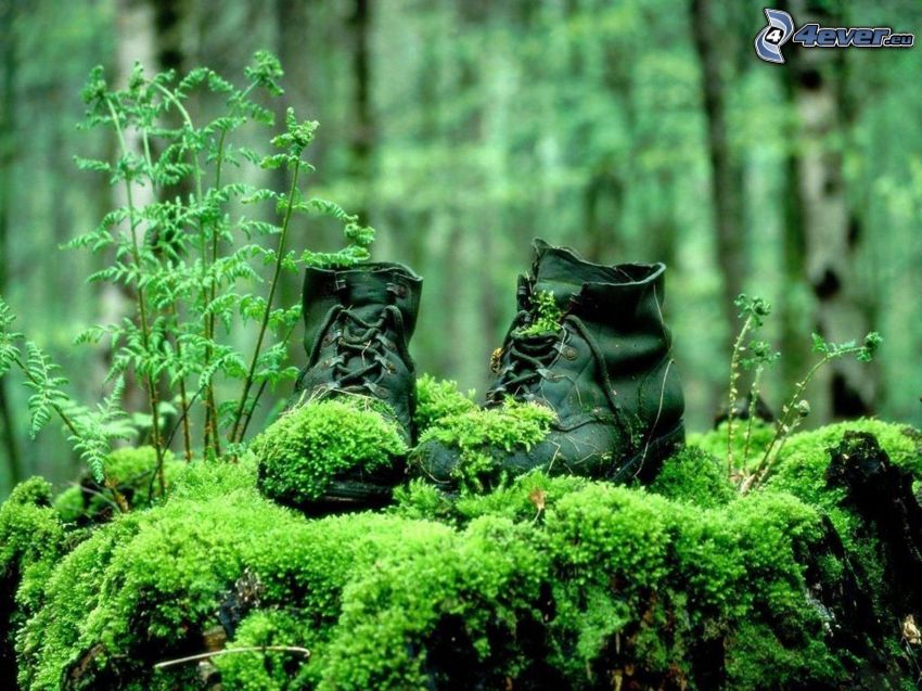 shoes, moss, forest