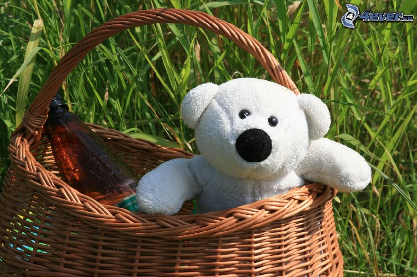 teddy bear, basket, grass