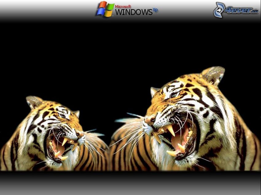 tigers, background, Windows