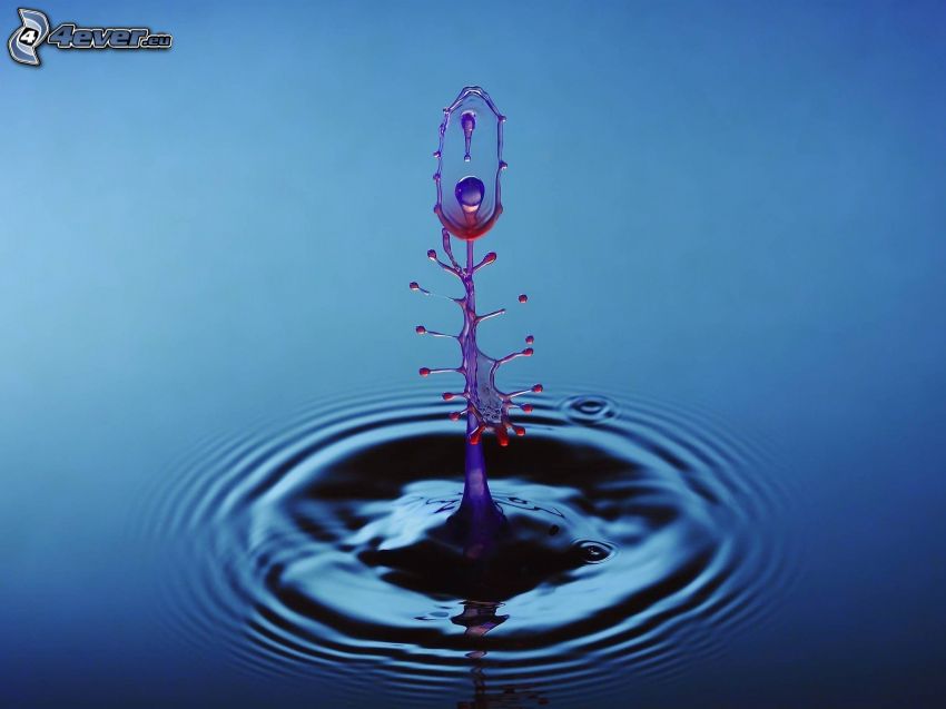 water, flower, circle on water