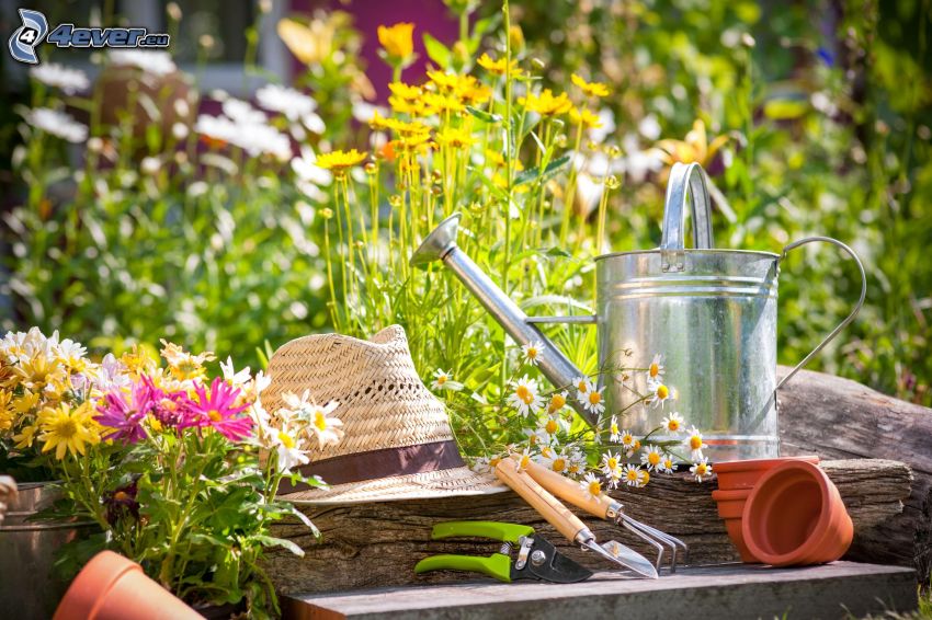 watering-can, hat, scissors, tools, flowerpot, field flowers