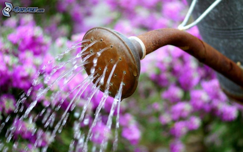watering-can, water, purple flowers