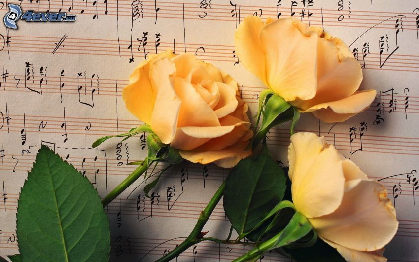 white roses, sheet of music