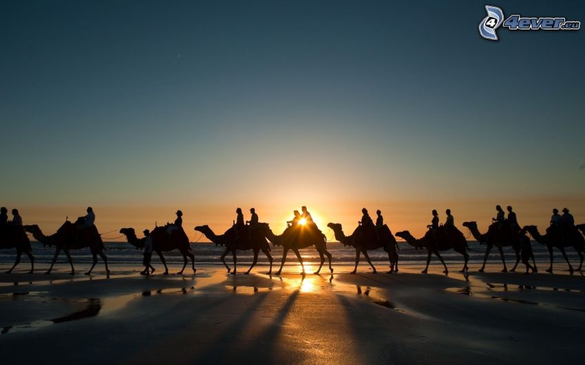 bedouins on camels, sunset behind the sea