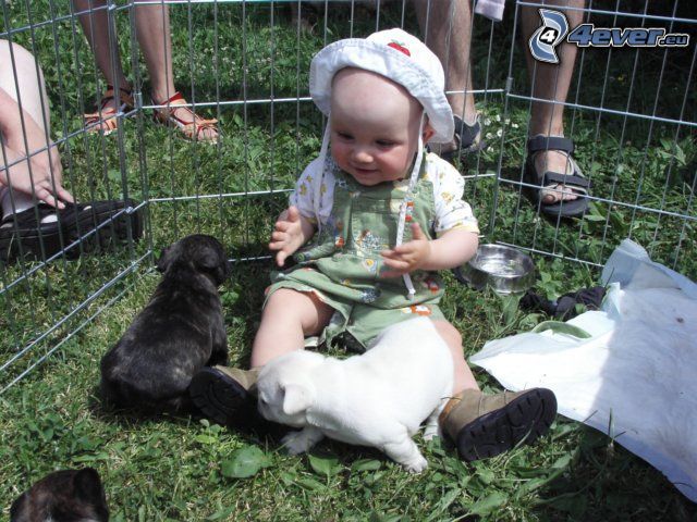 baby, puppies, fence