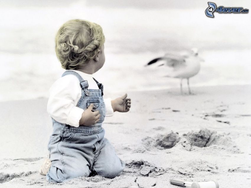 baby, sandy beach, seagull