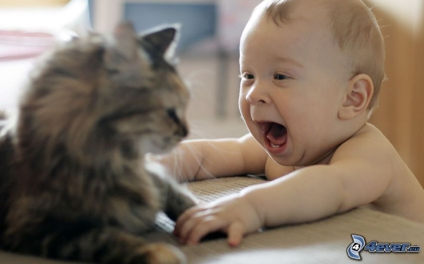 baby and cat, scream