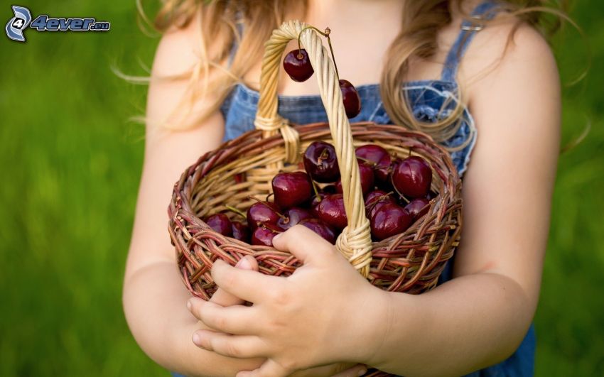 cherries, basket, girl, hands