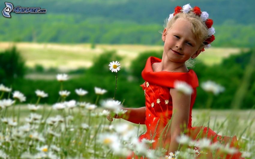girl in flowers, meadow, daisies
