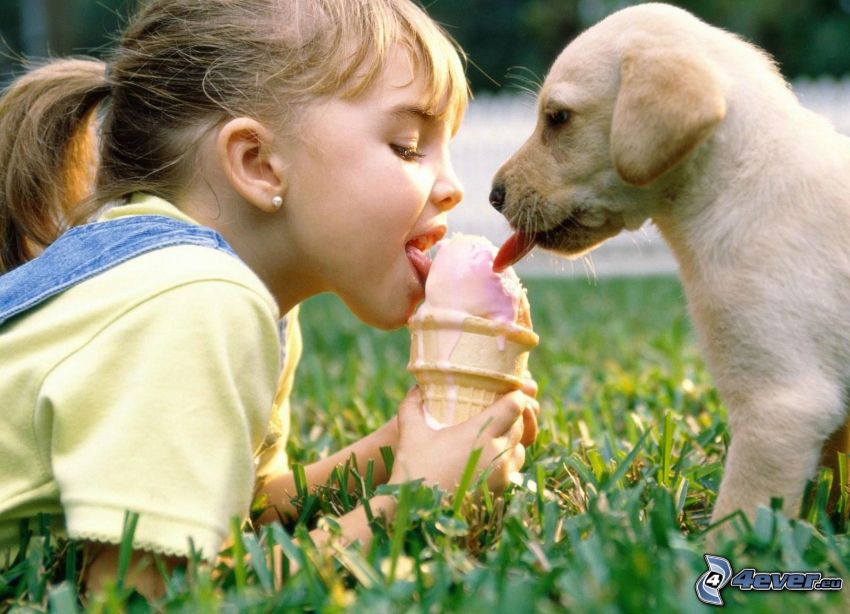 girl with dog, Labrador puppy, ice cream, tongue, grass