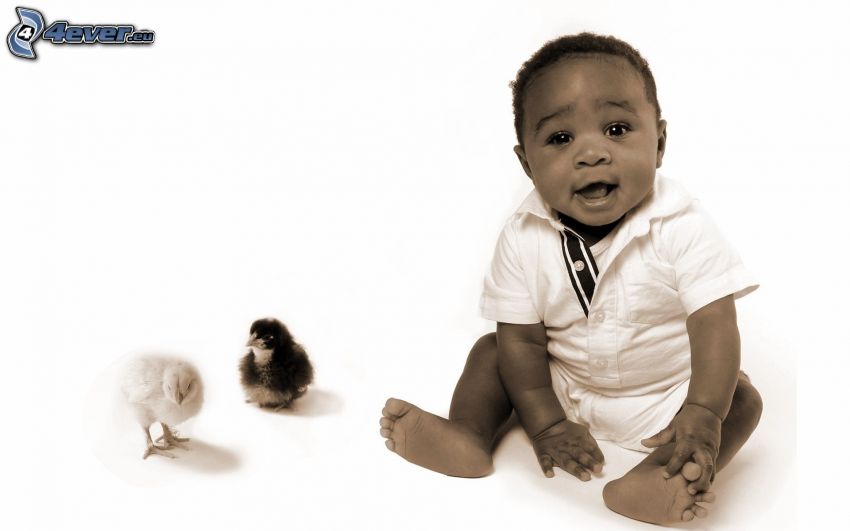 small black boy, chicks
