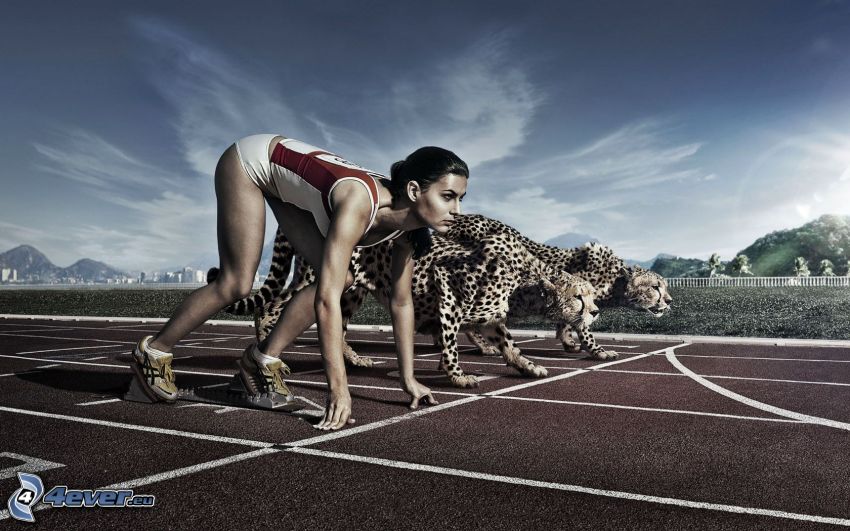 race, cheetahs