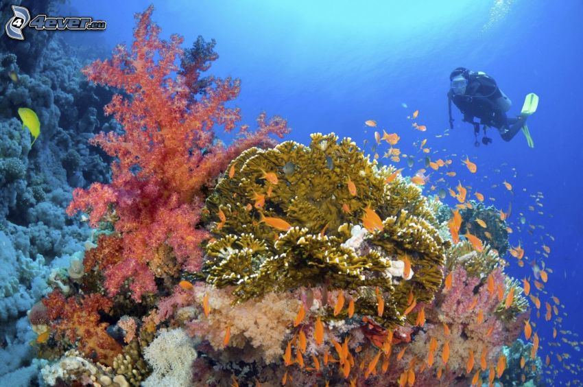 diver, corals, shoal of fish
