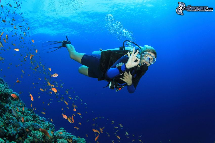 diver, shoal of fish, corals