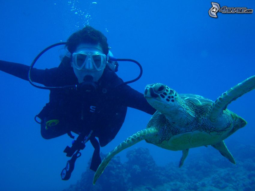 diver, turtle