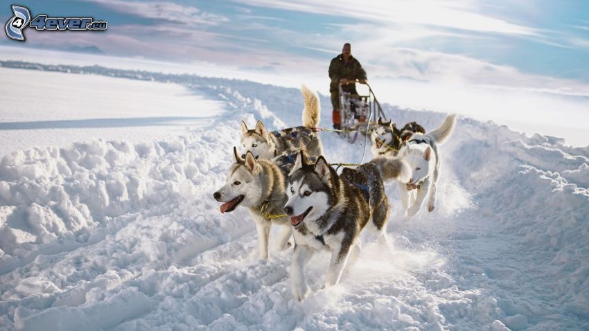 dog sled, Siberian Husky, snow-covered road