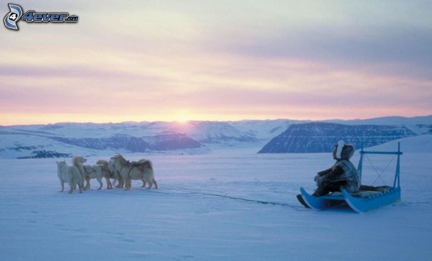 dog sled, Siberian Husky, sunrise
