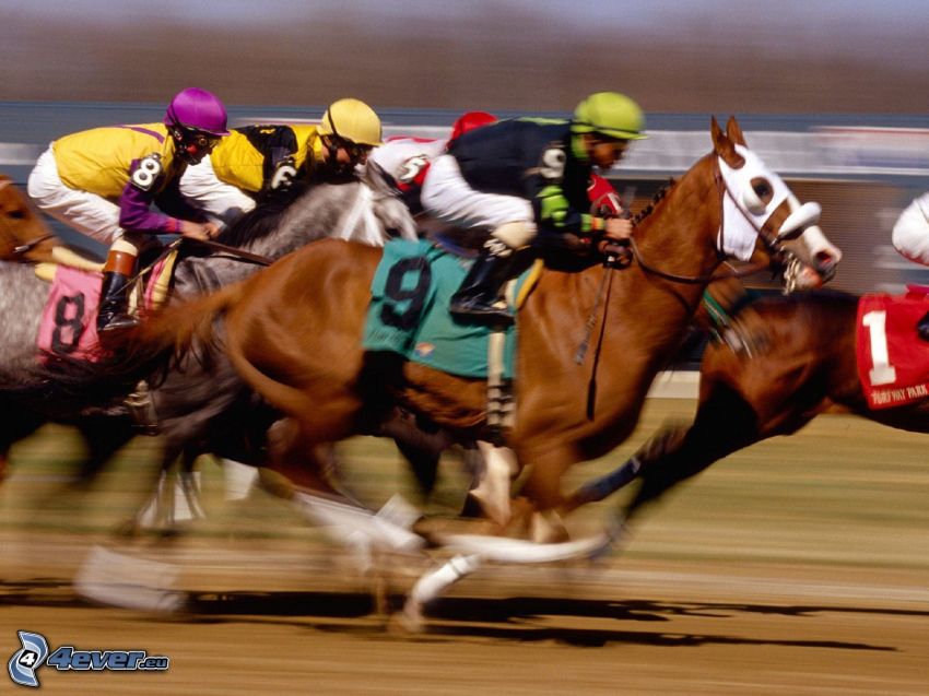 horse racing, brown horse