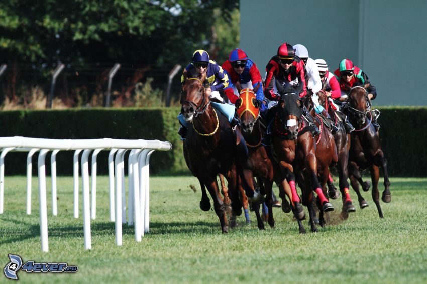 horse racing, race, horses