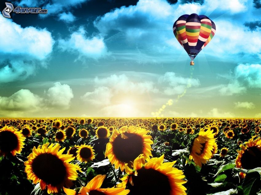 hot air balloon, sunflowers, clouds