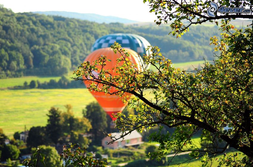 hot air balloons, trees