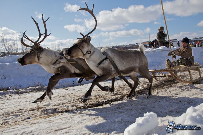 reindeers, sled