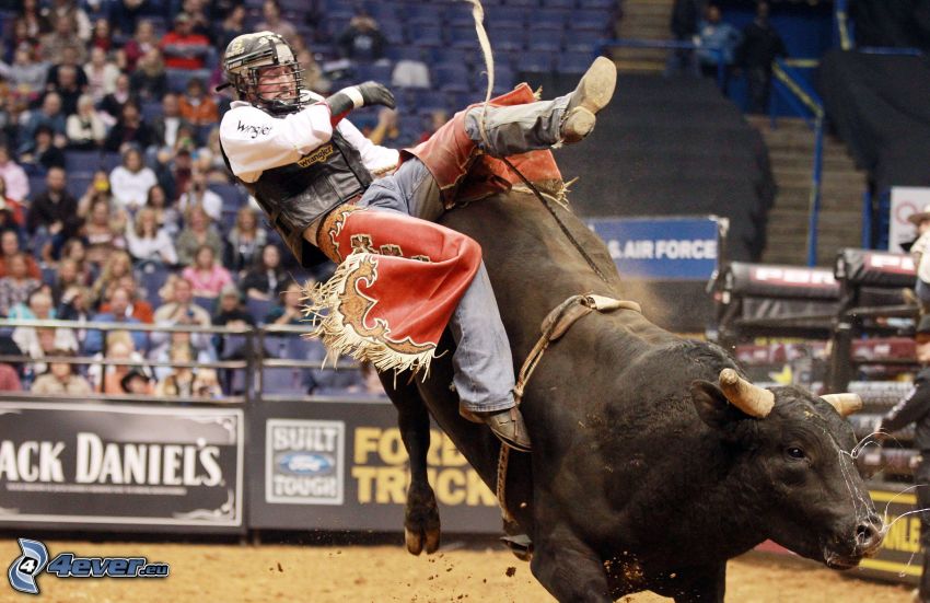 rodeo, bull, fall
