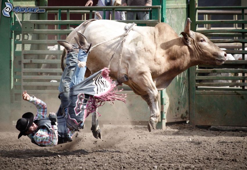 rodeo, bull