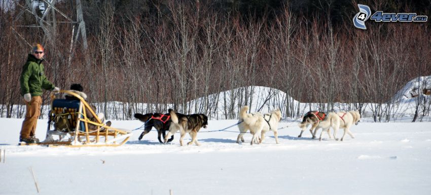 dog sled, Quebec