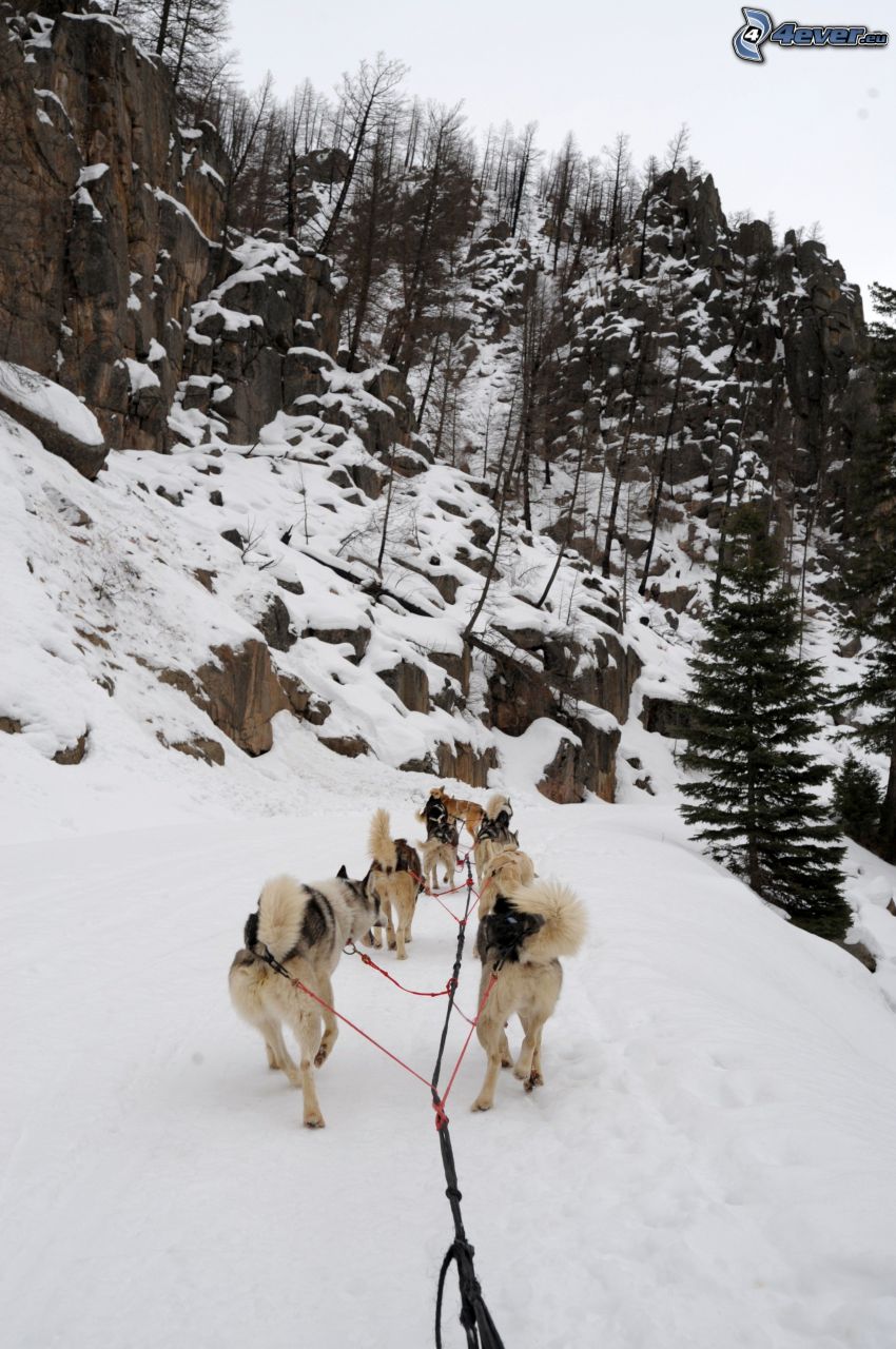 dog sled, rocks, cliff
