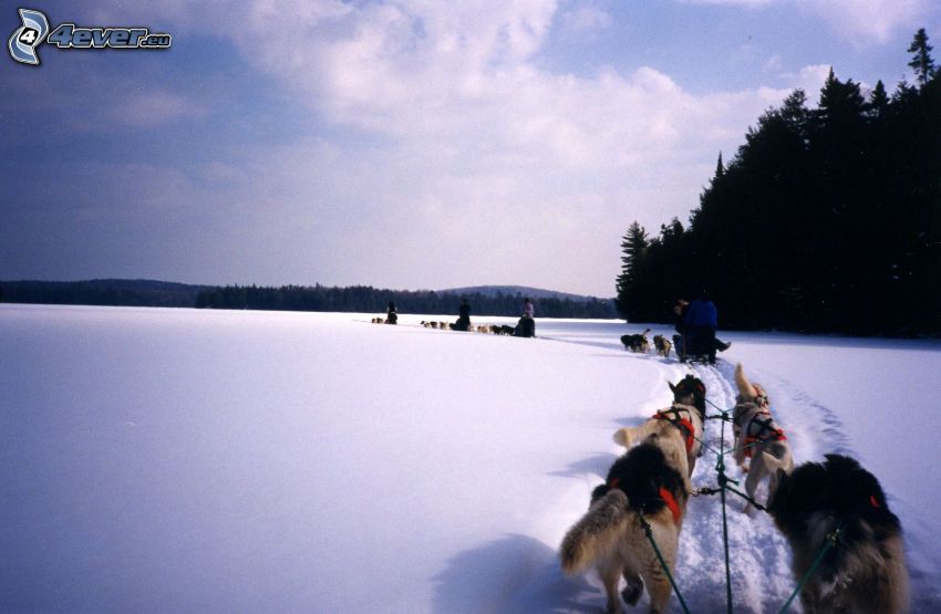 dog sledding, race, snow