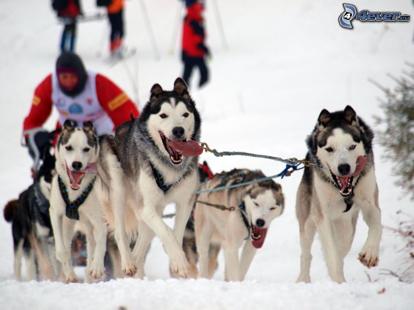 dog sledding, Siberian Husky, race