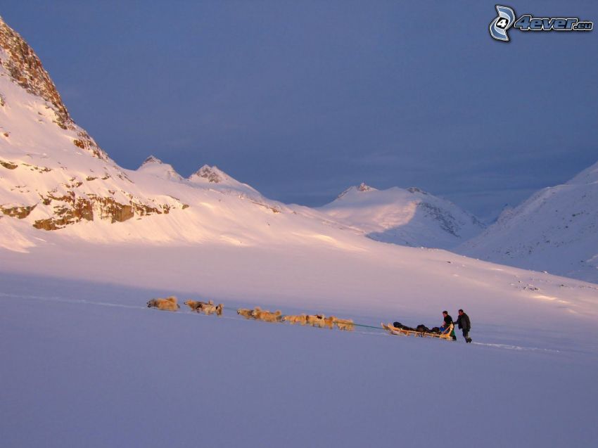dog sledding in the mountains, snow, Greenland