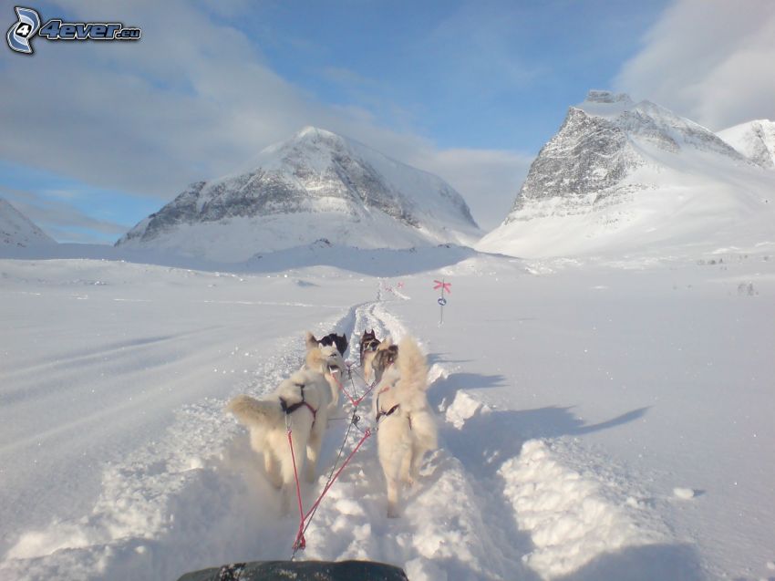 dog sledding in the mountains, snow
